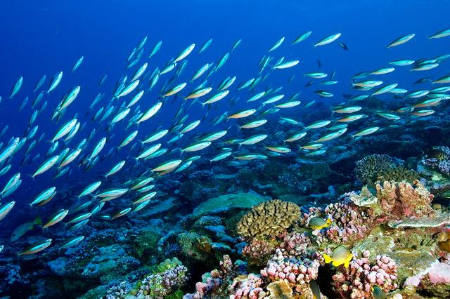 1772760521909958.jpg 海洋生態(tài)系統(tǒng).jpg